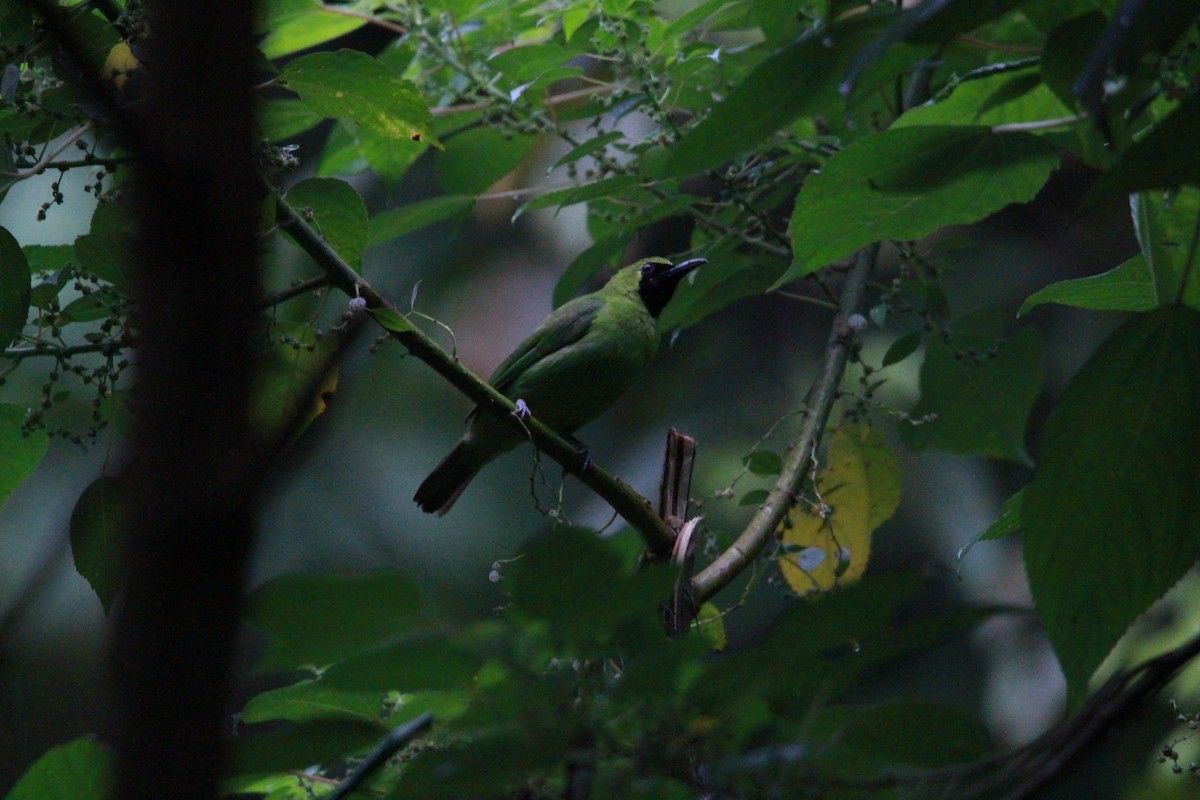 Greater Green Leafbird - ML619873010