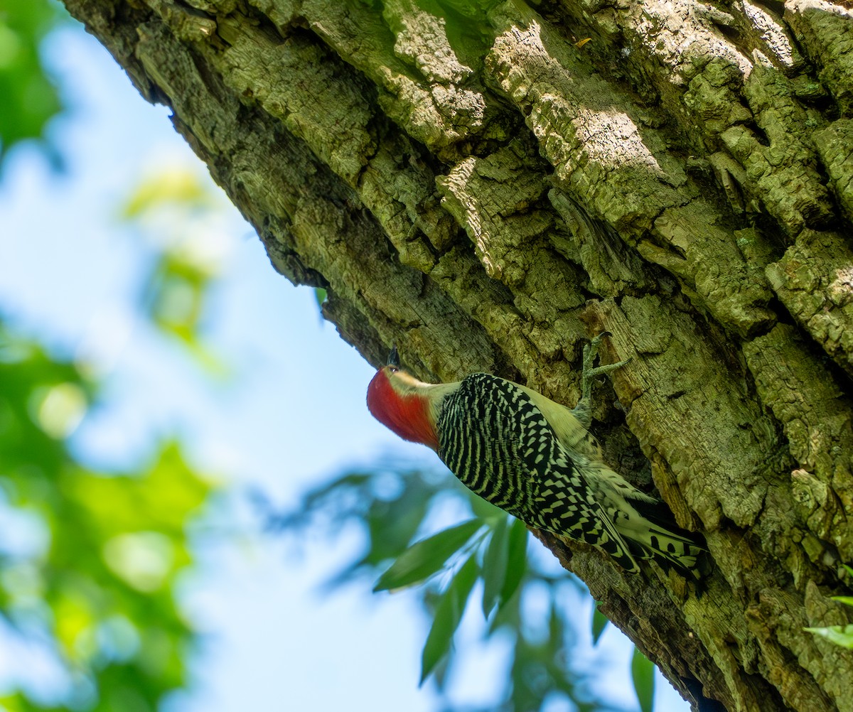Red-bellied Woodpecker - ML619873016