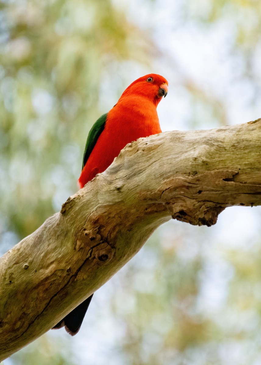 Avustralya Kral Papağanı - ML619873022