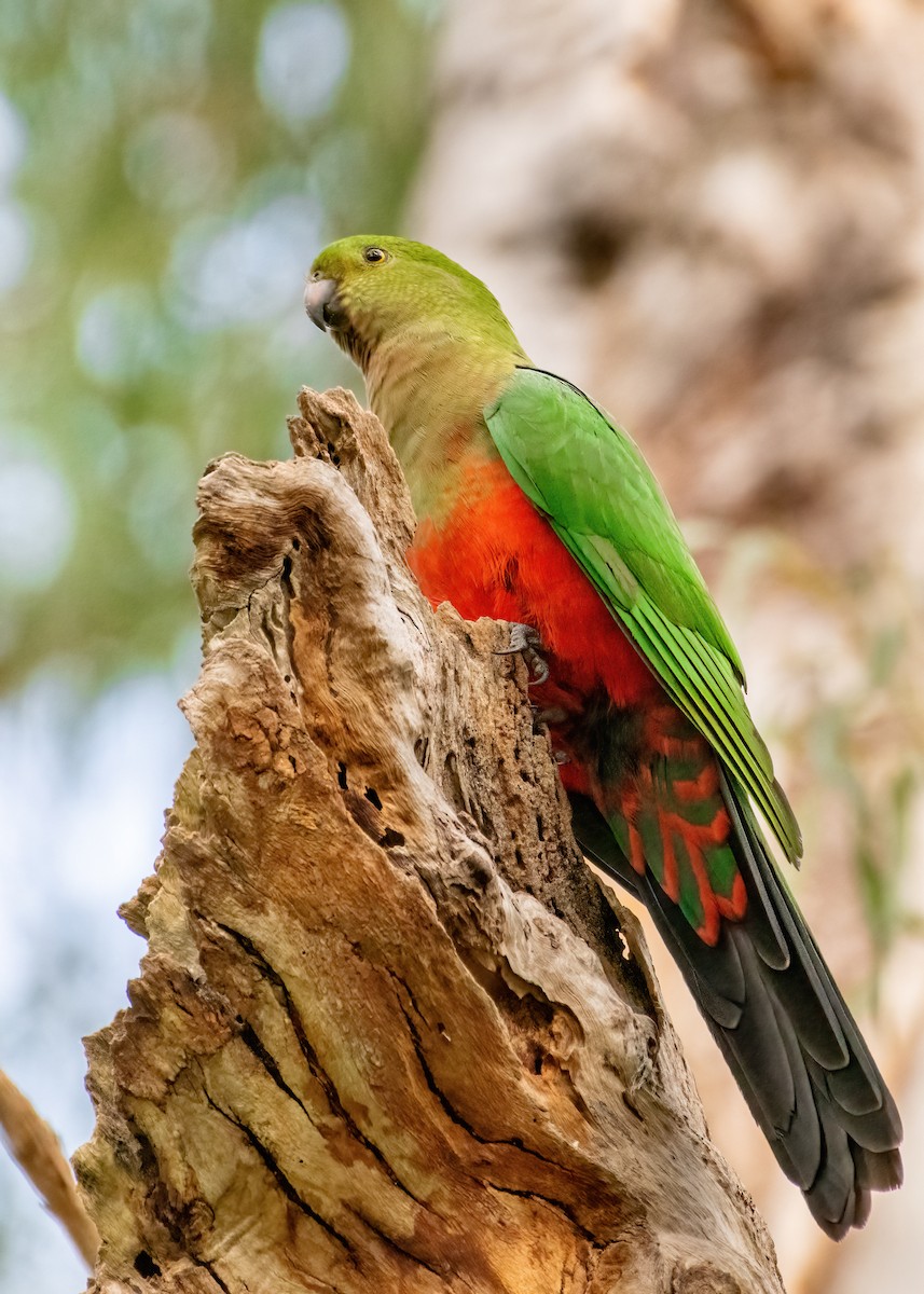 Avustralya Kral Papağanı - ML619873025
