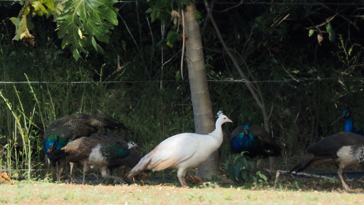 Indian Peafowl (Domestic type) - ML619873029