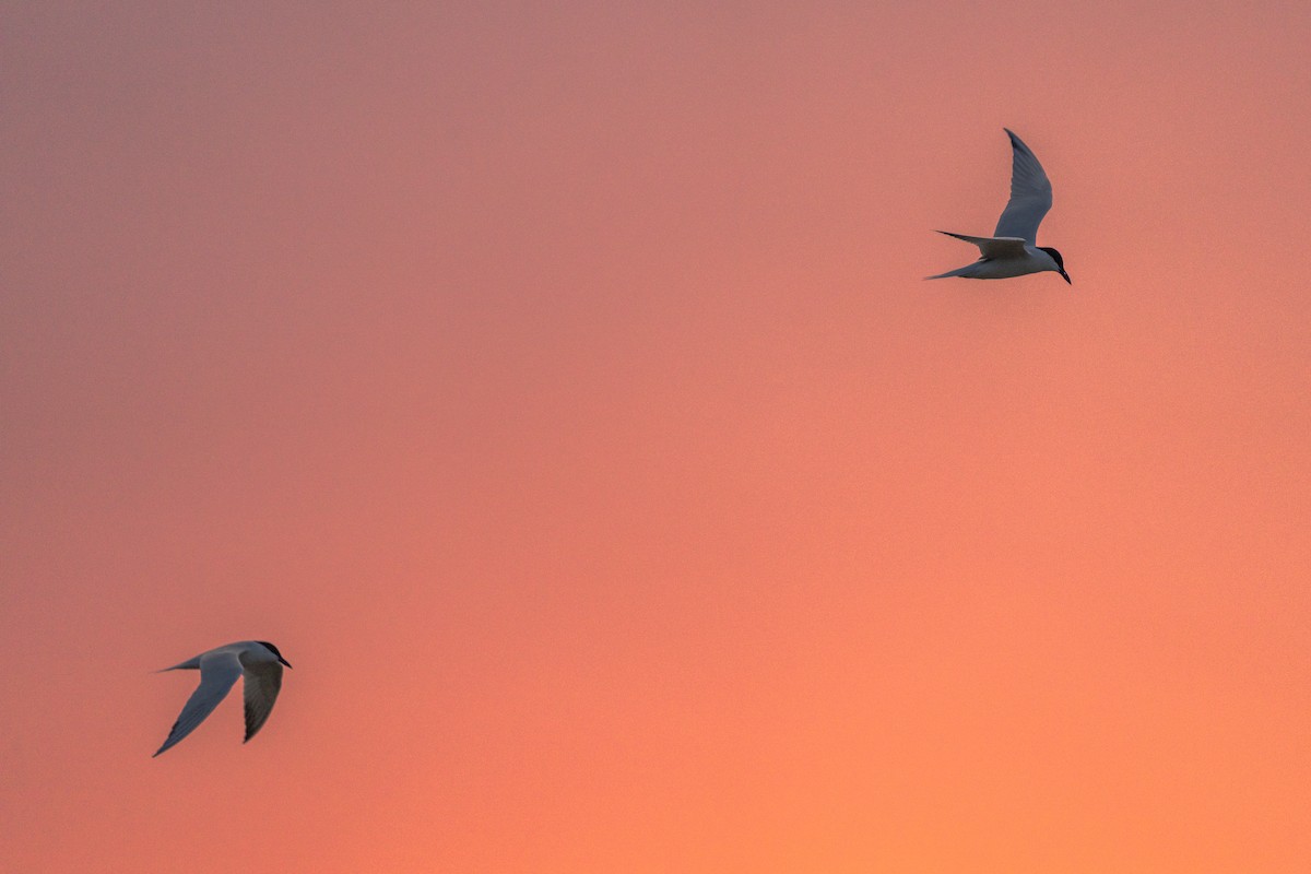 Gull-billed Tern - ML619873034