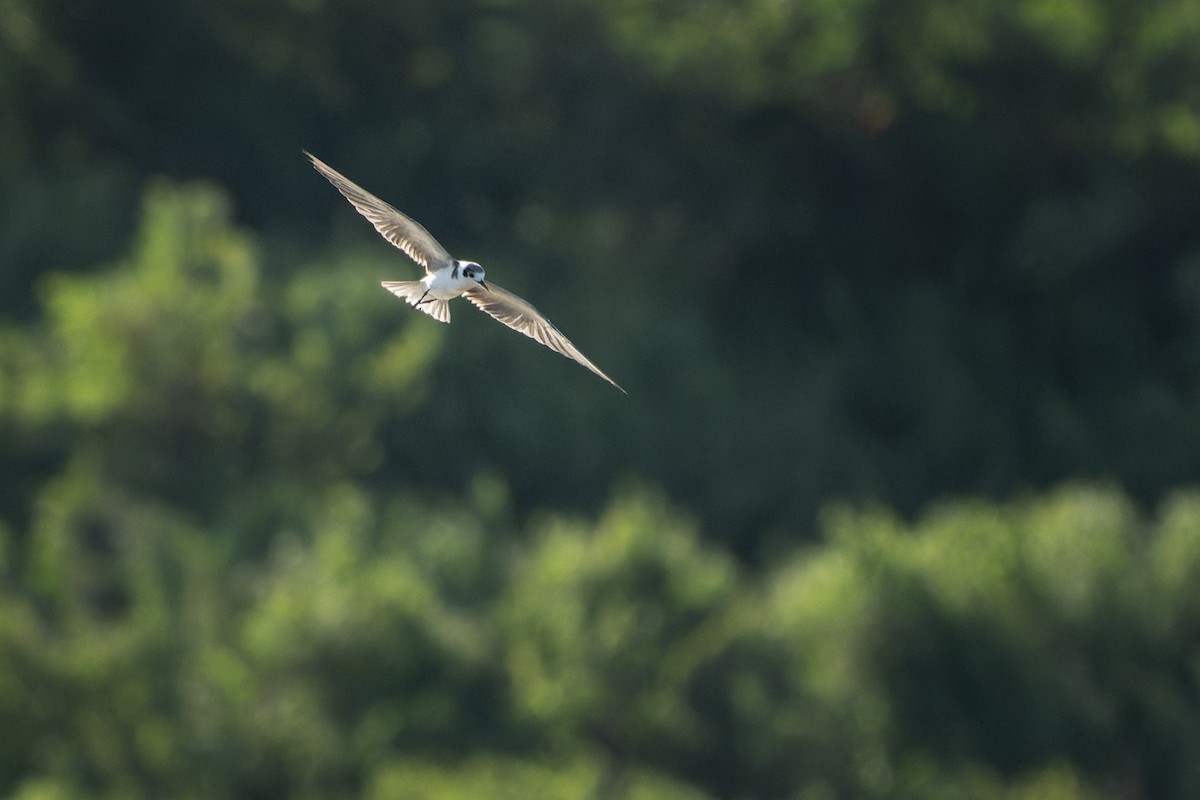 Black Tern - ML619873036