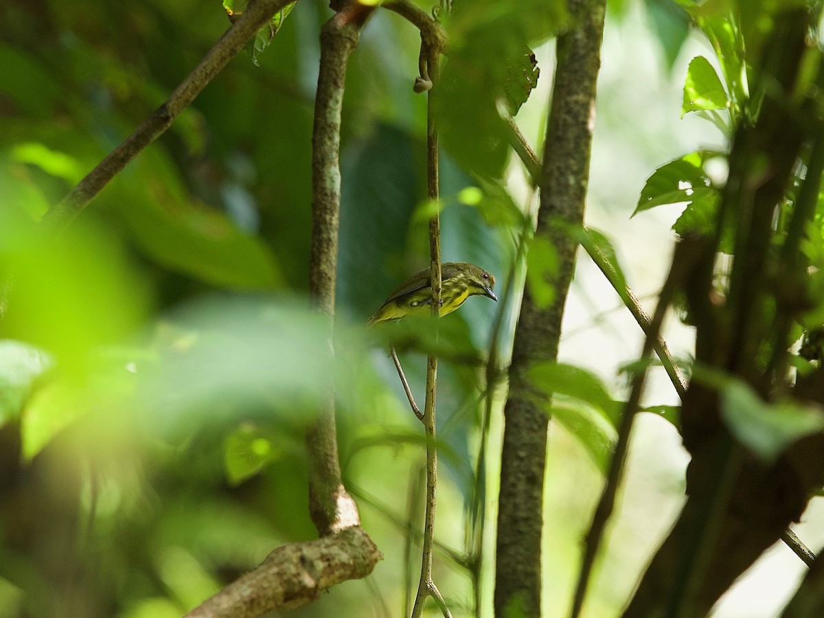 Yellow-breasted Flowerpecker - ML619873044