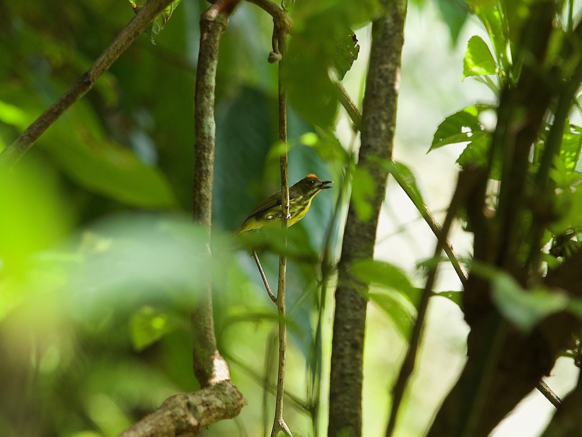 Yellow-breasted Flowerpecker - ML619873045