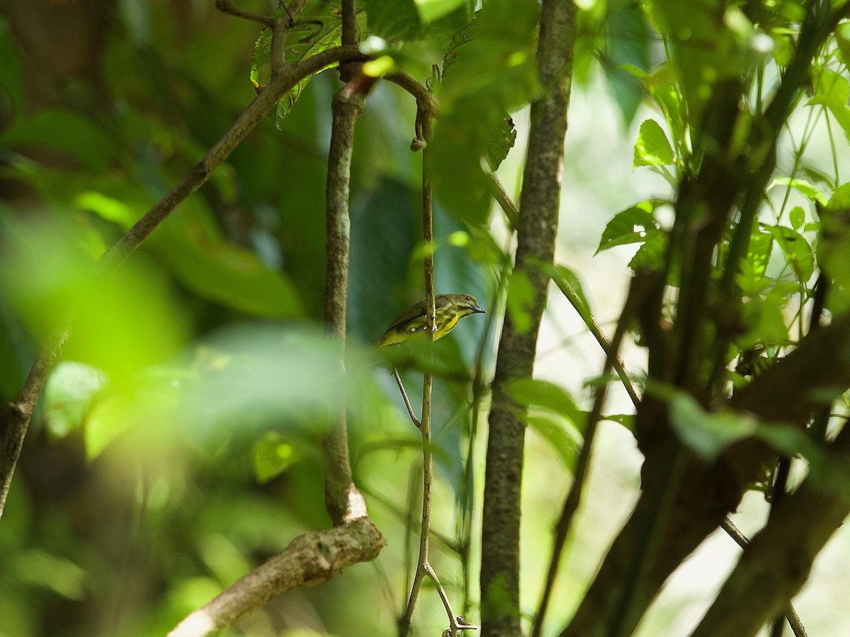 Yellow-breasted Flowerpecker - ML619873049