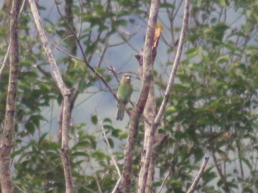Green-eared Barbet - ML619873050