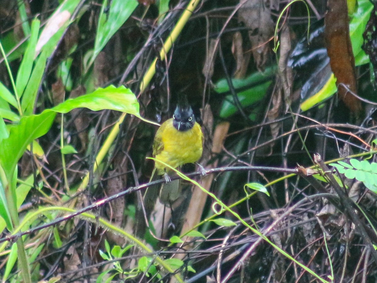 Black-crested Bulbul - ML619873076