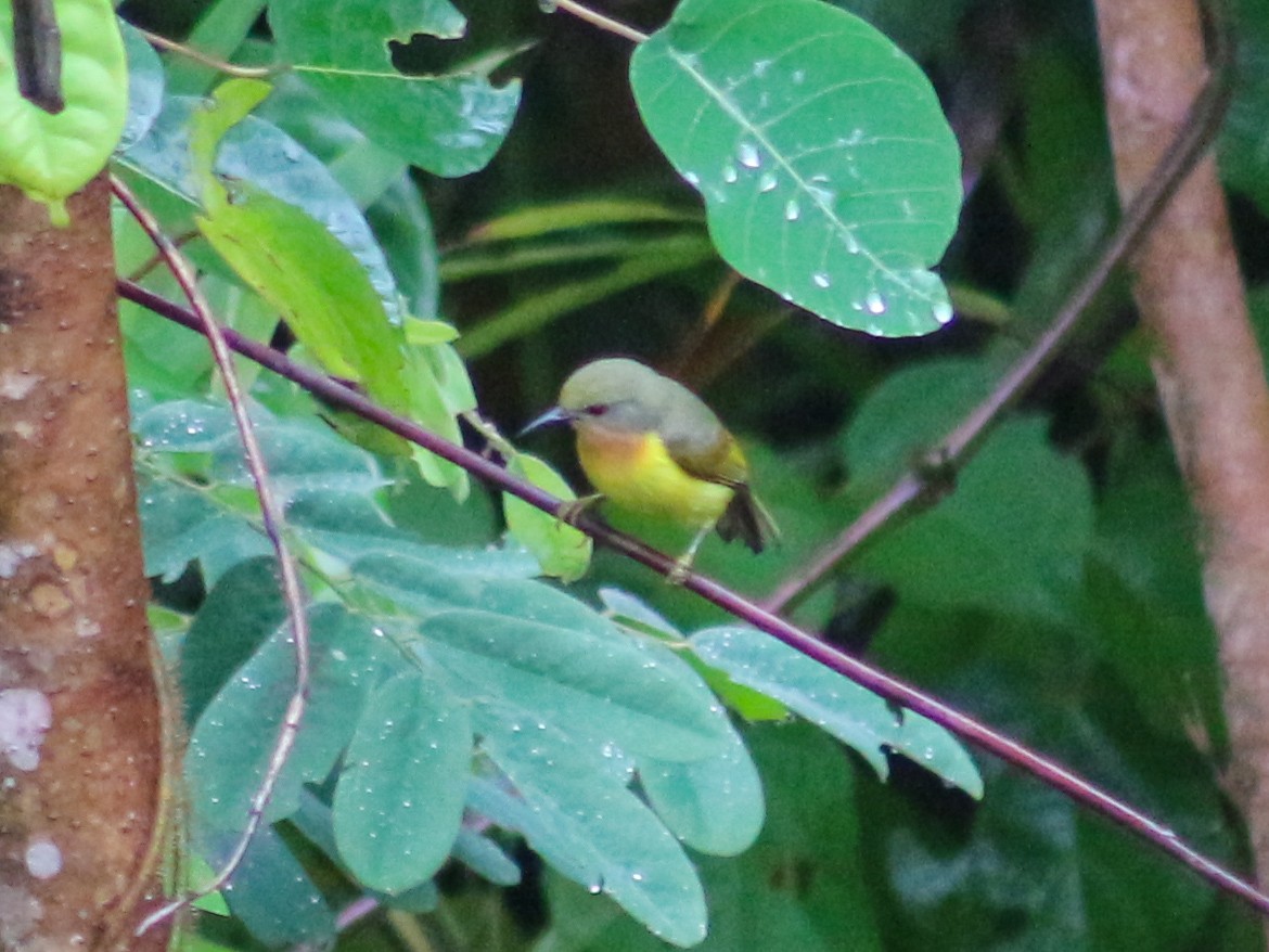 Ruby-cheeked Sunbird - ML619873084