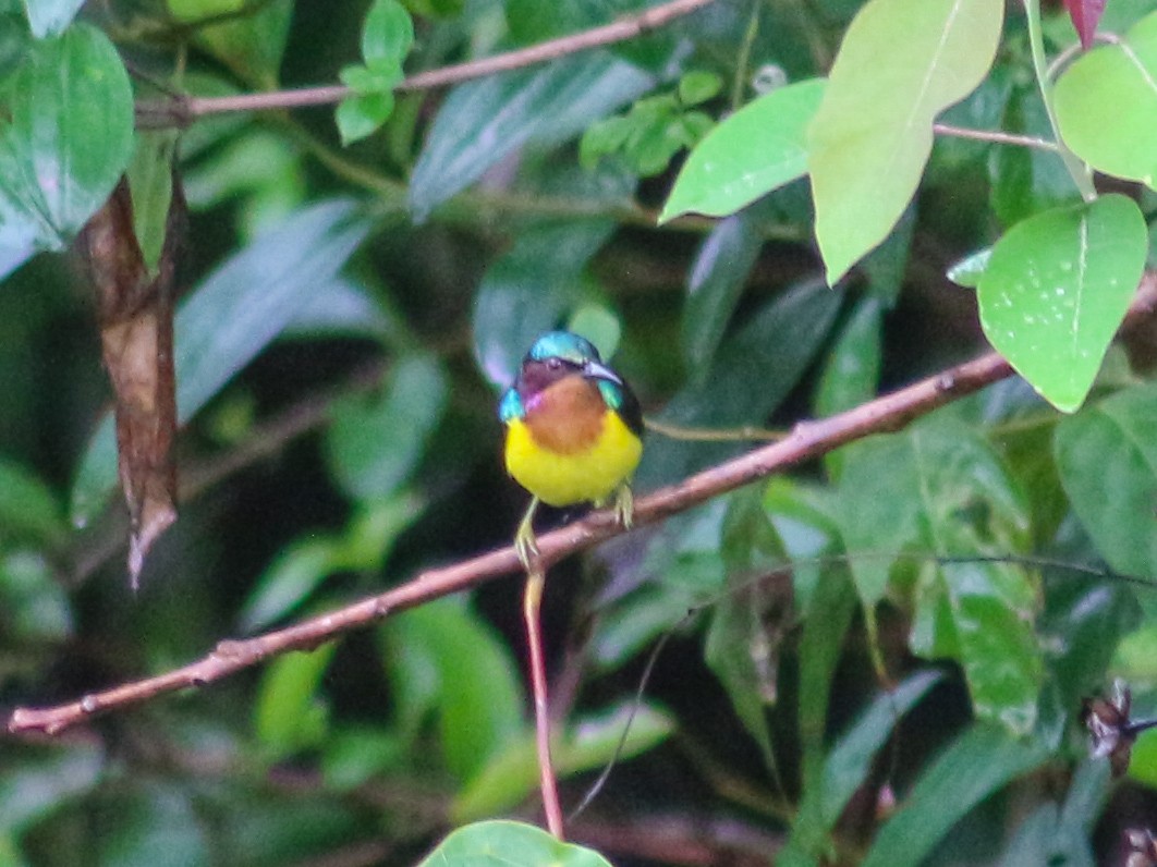 Ruby-cheeked Sunbird - ML619873085