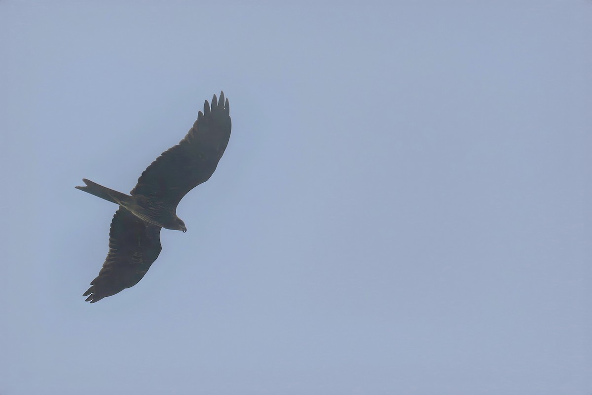 Black Kite (Black) - ML619873087