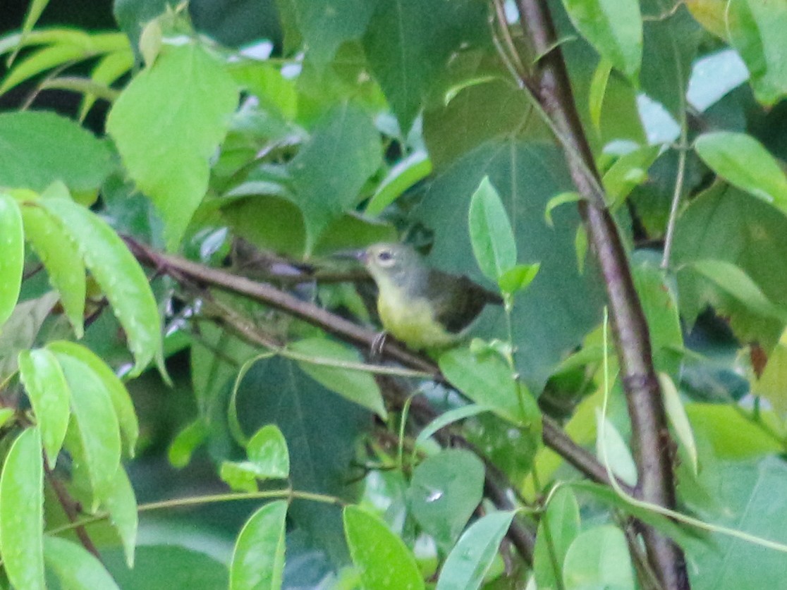 Brown-throated Sunbird - ML619873091