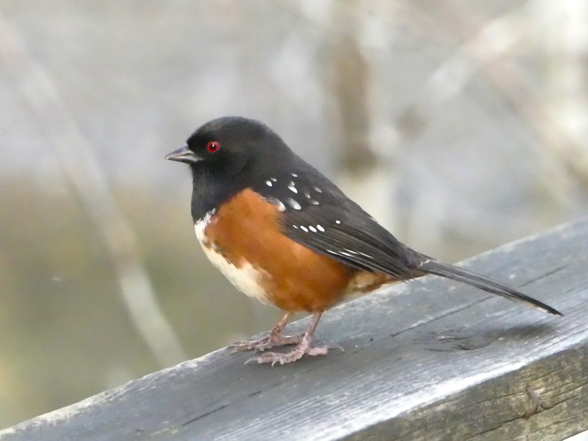 Spotted Towhee - ML619873112