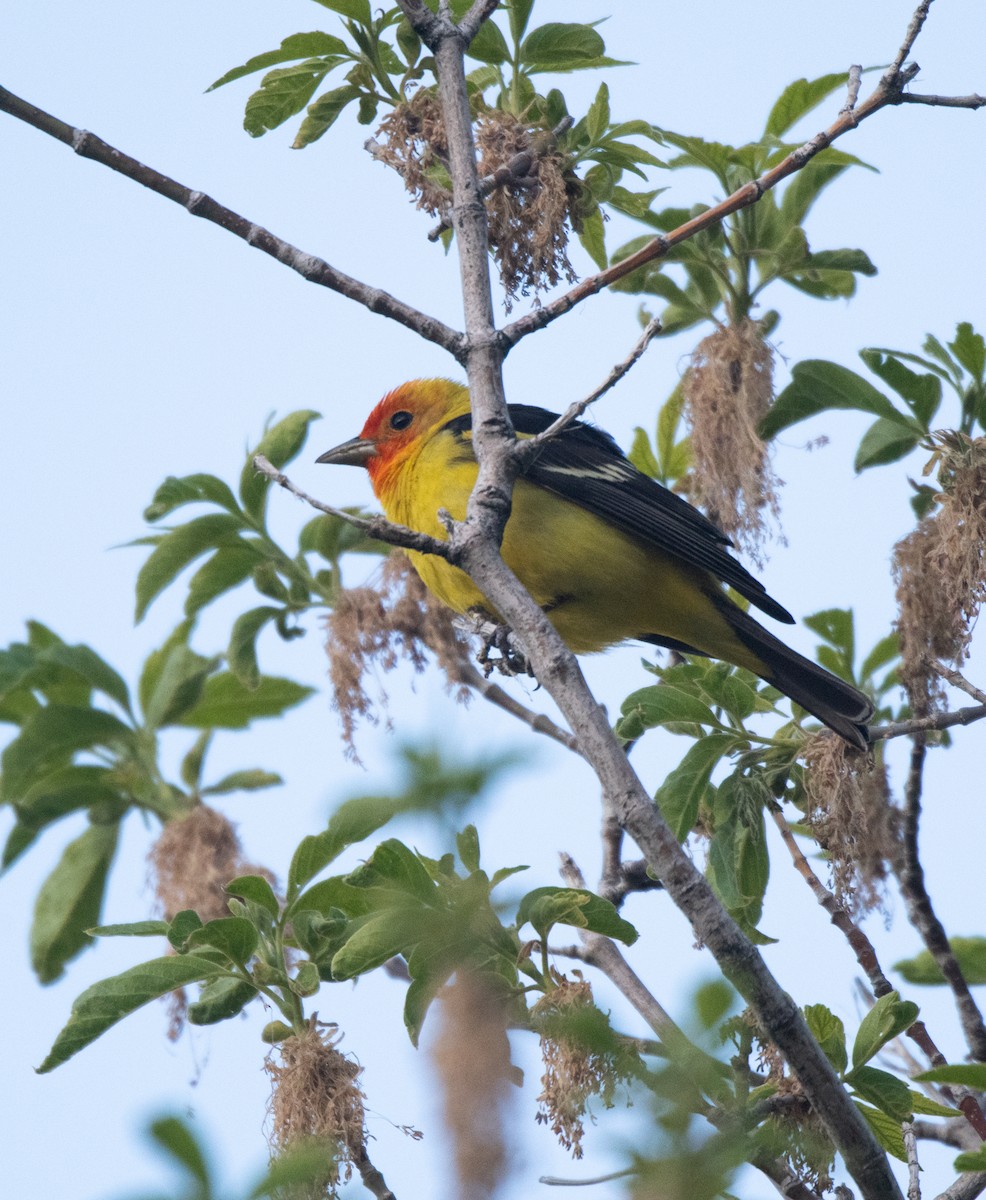 Western Tanager - ML619873151