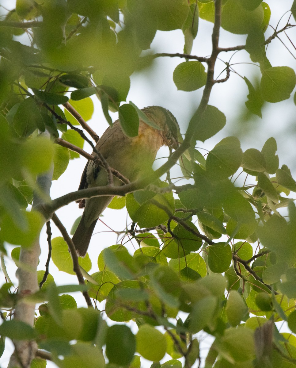 Black-headed Grosbeak - ML619873156