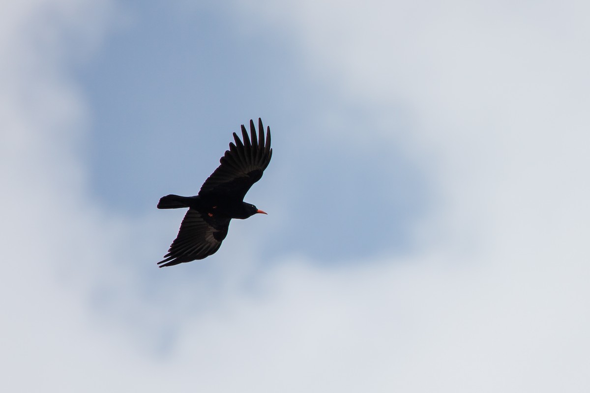 Red-billed Chough - ML619873171