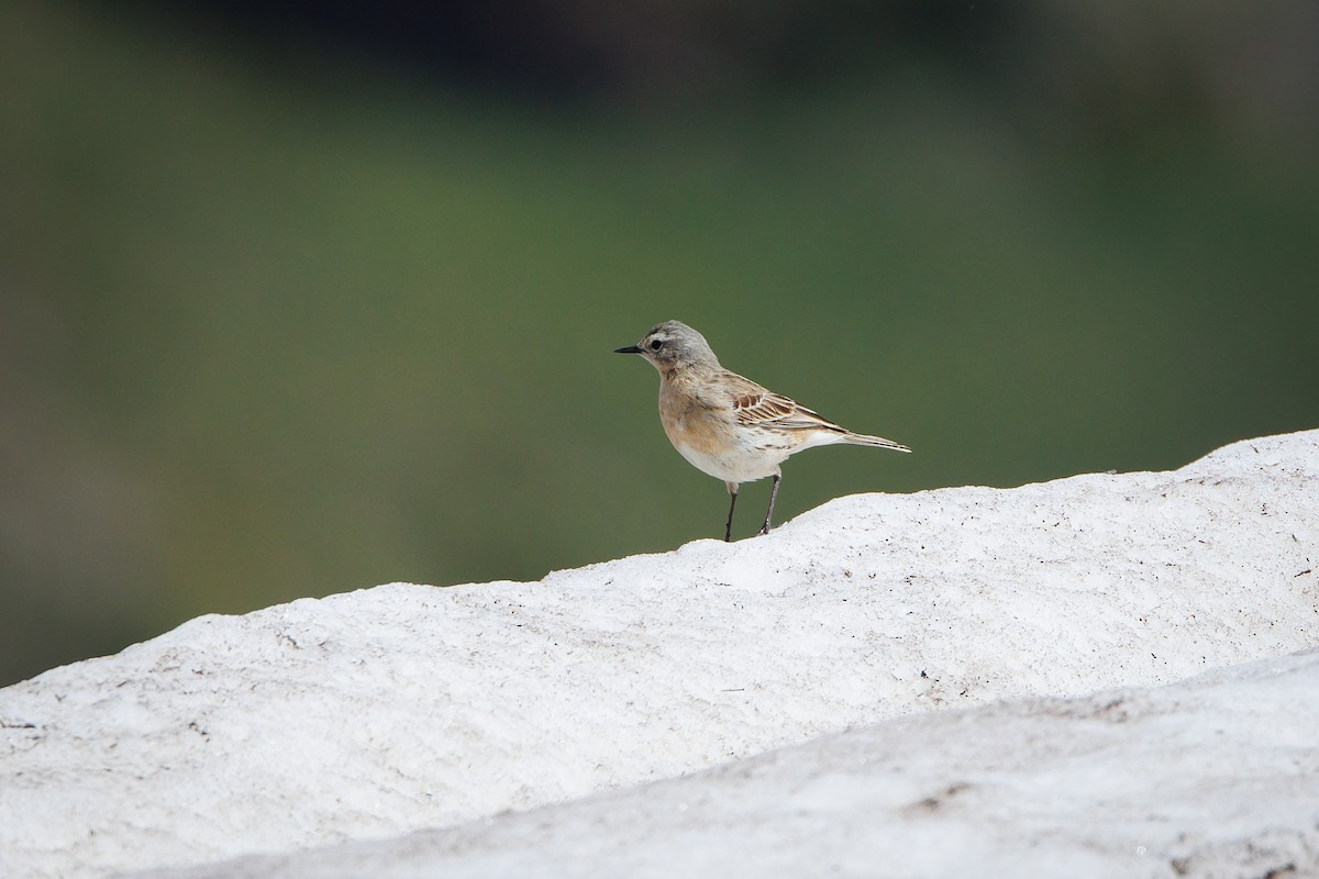 Water Pipit - ML619873187