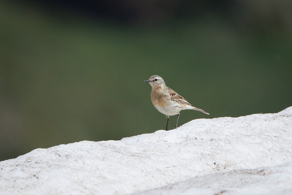 Water Pipit - ML619873188