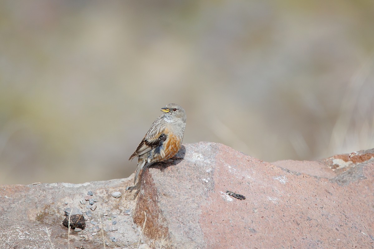 Alpine Accentor - ML619873205