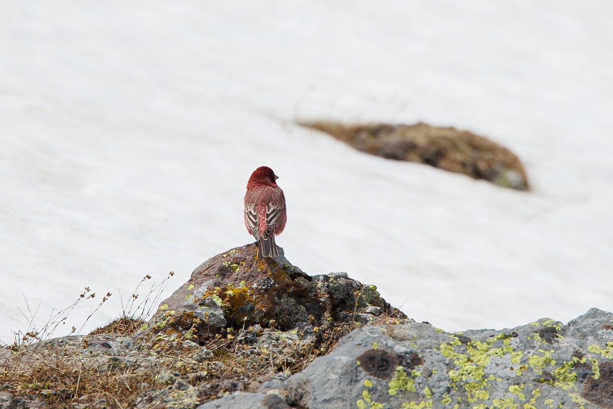 Great Rosefinch - ML619873206