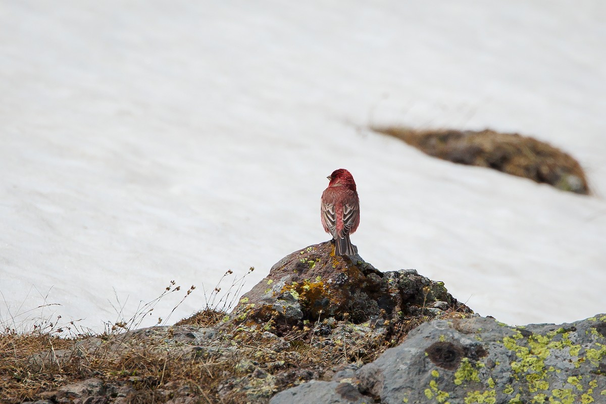 Great Rosefinch - ML619873207