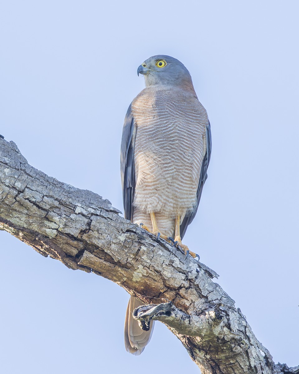 Brown Goshawk - ML619873239