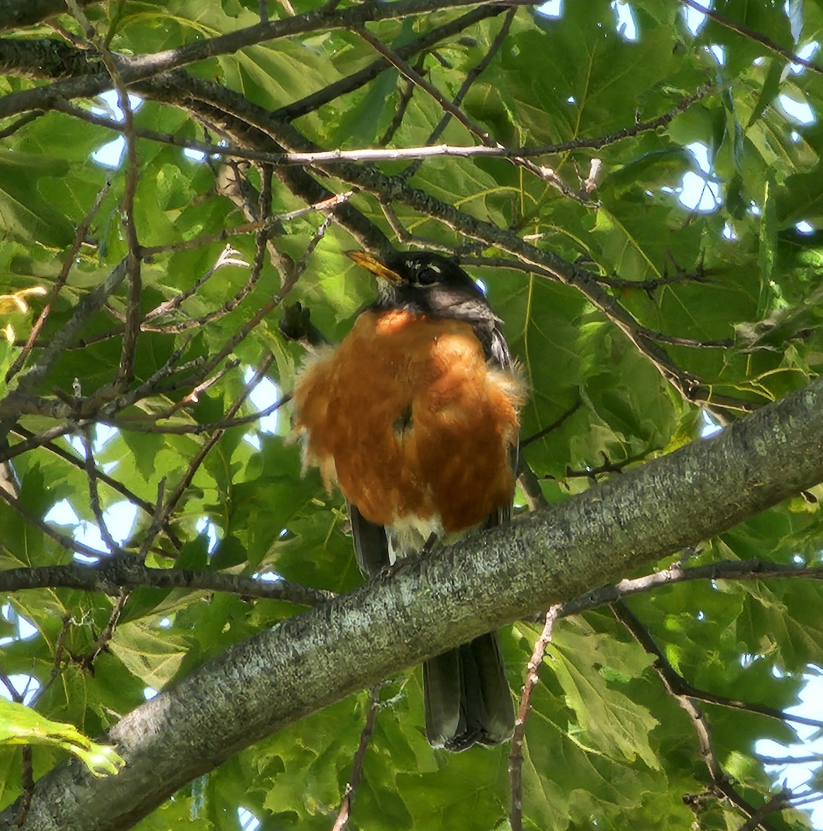 American Robin - ML619873245