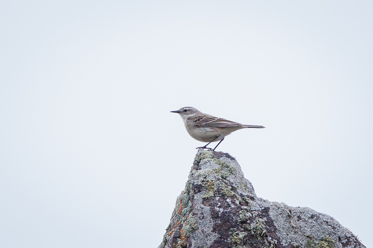 Water Pipit - ML619873253