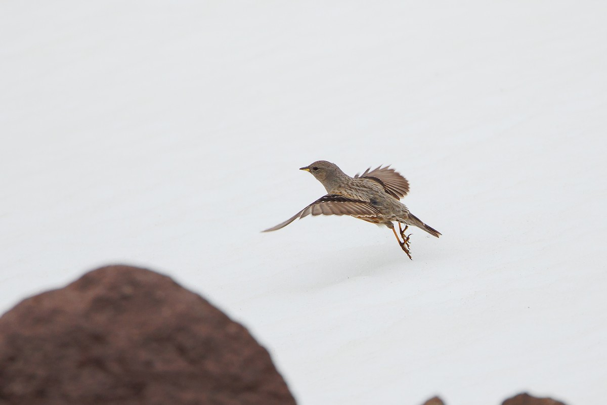 Alpine Accentor - ML619873258