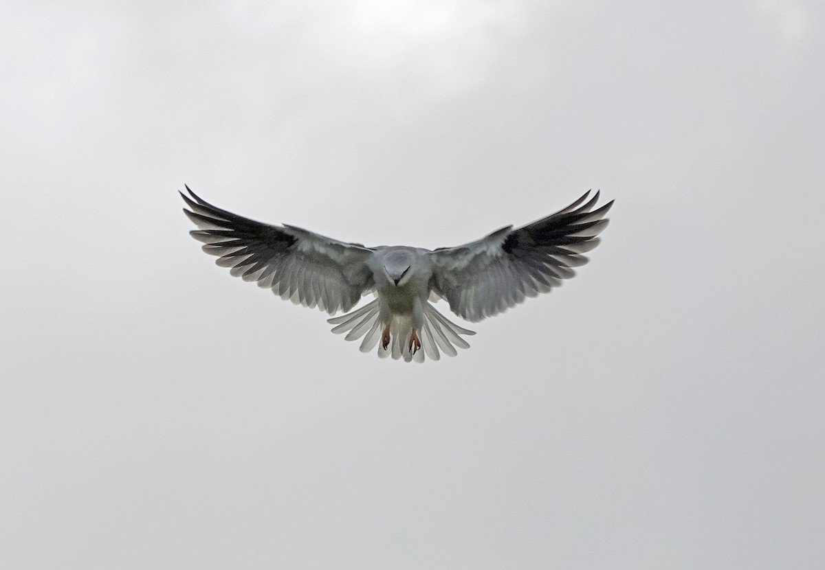 Black-shouldered Kite - ML619873263