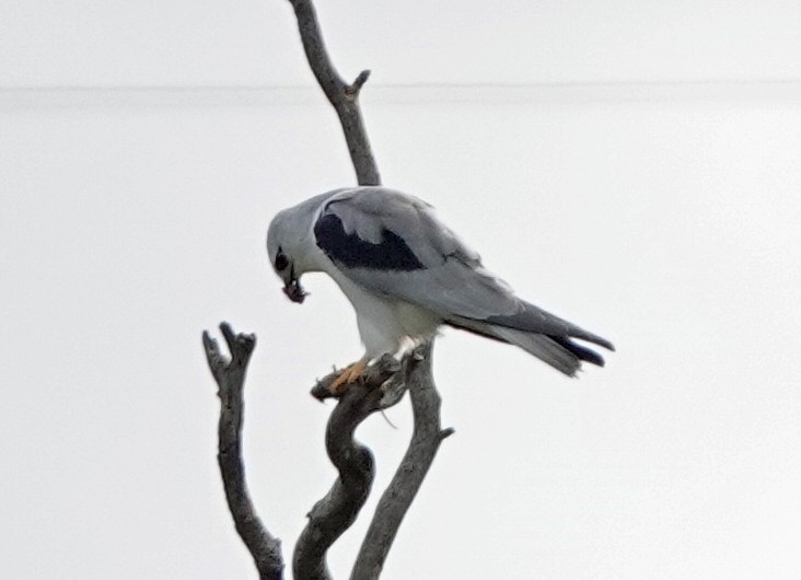 Black-shouldered Kite - ML619873264