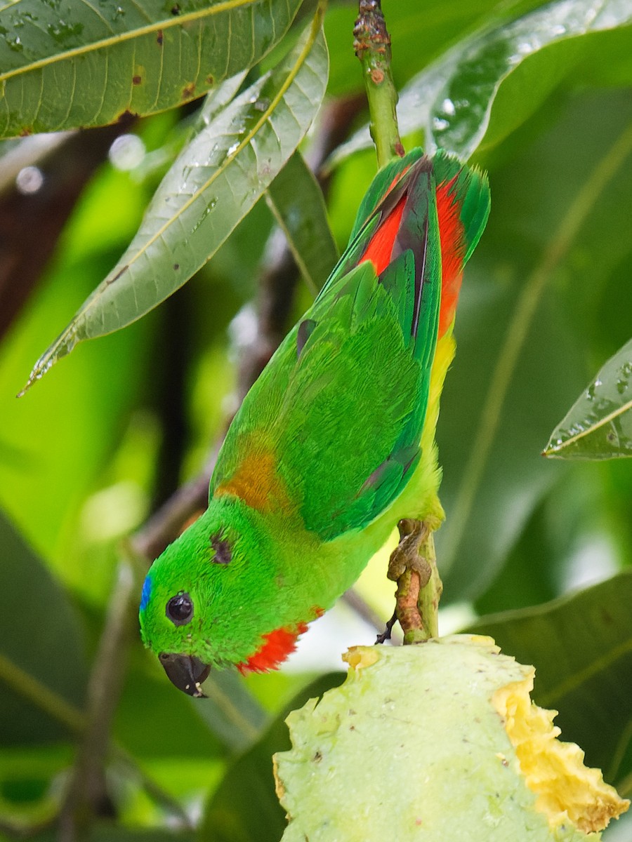 Blue-crowned Hanging-Parrot - ML619873266