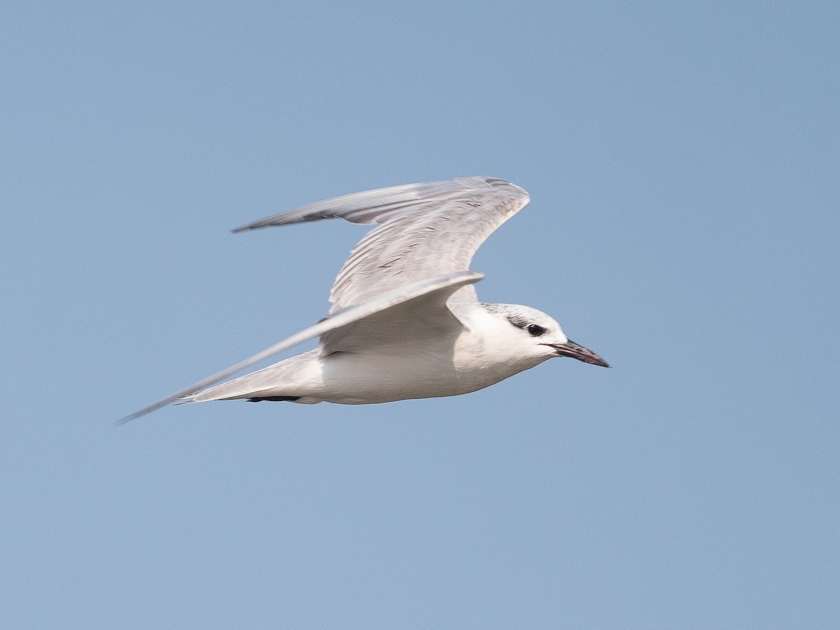 Whiskered Tern - ML619873286