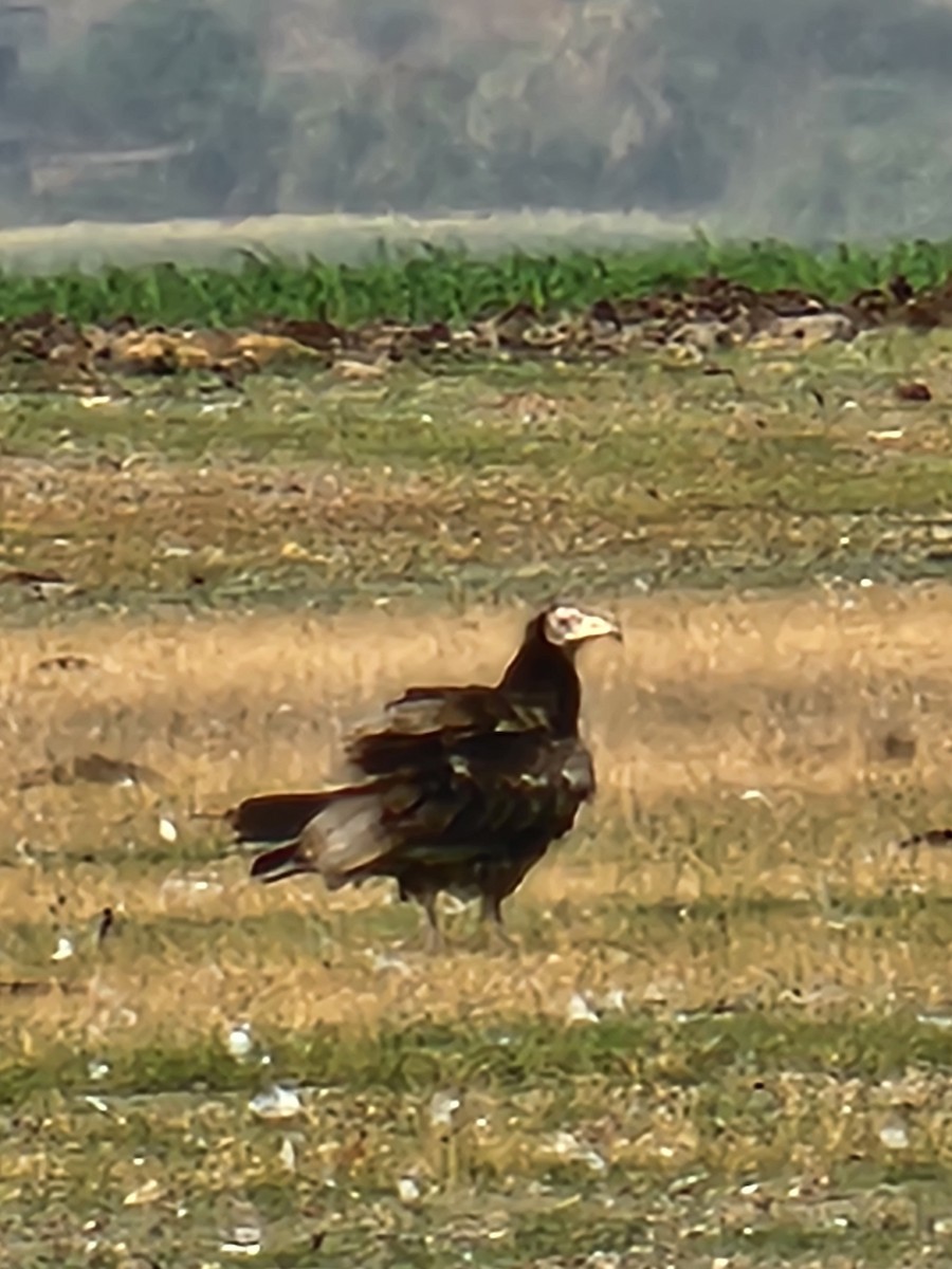 Egyptian Vulture - ML619873289