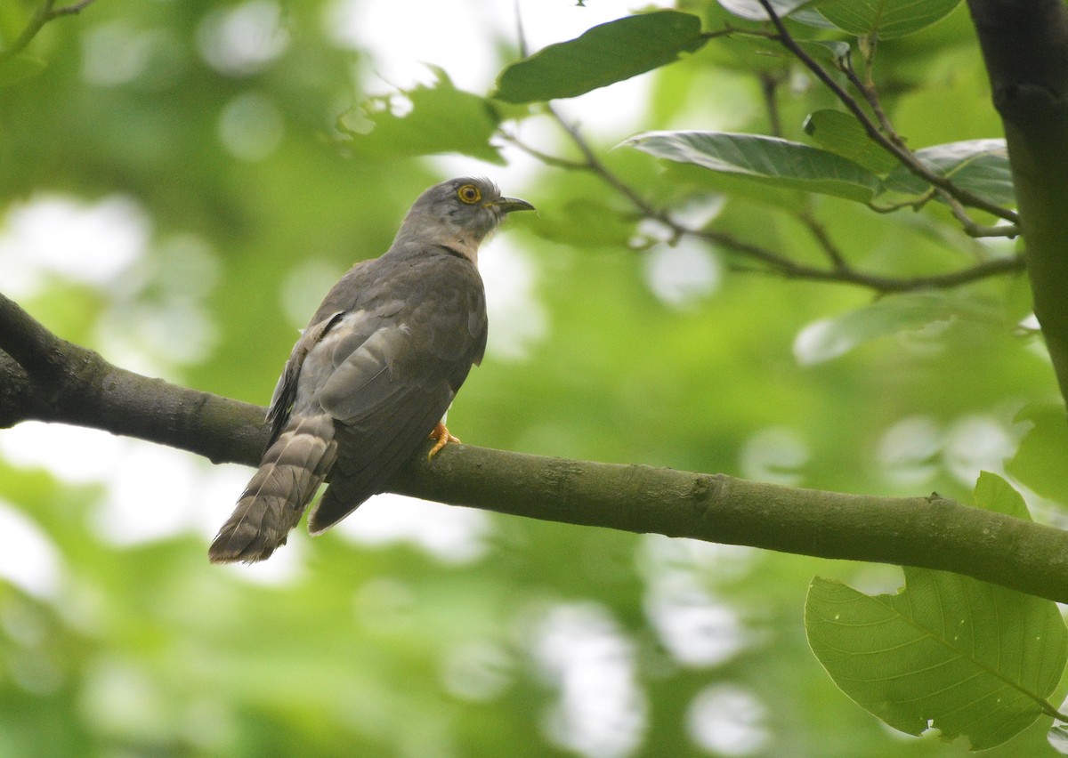 Common Hawk-Cuckoo - ML619873298