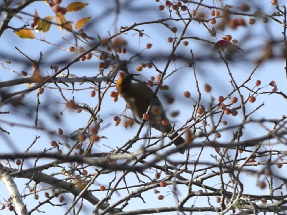 Pine Grosbeak - ML619873302