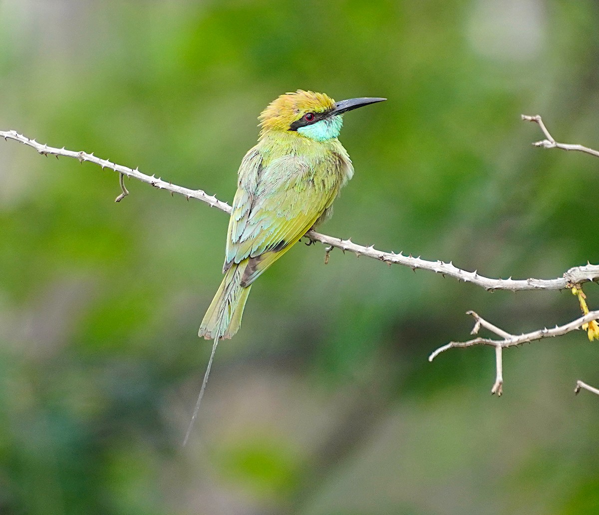 Asian Green Bee-eater - ML619873310