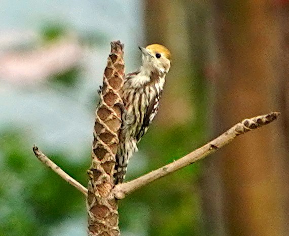 Yellow-crowned Woodpecker - ML619873315