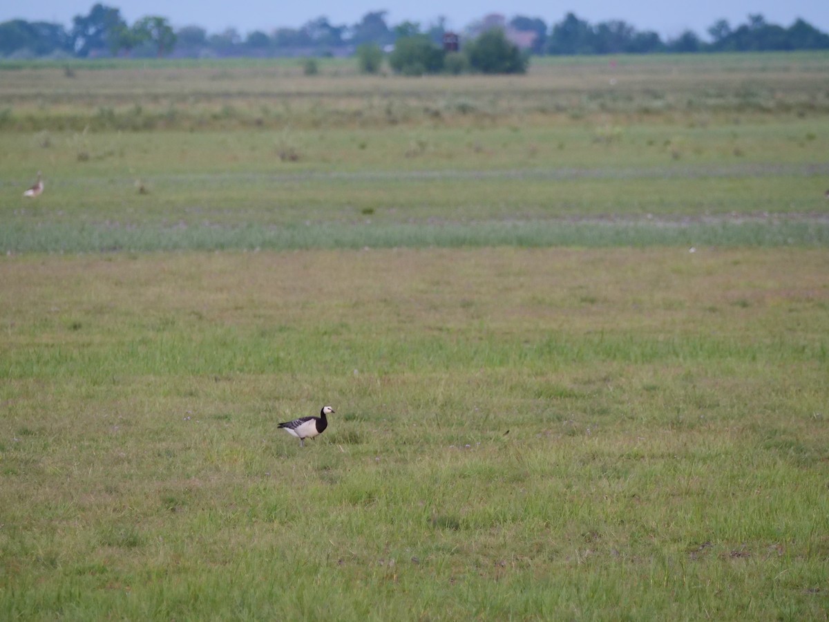 Barnacle Goose - ML619873326