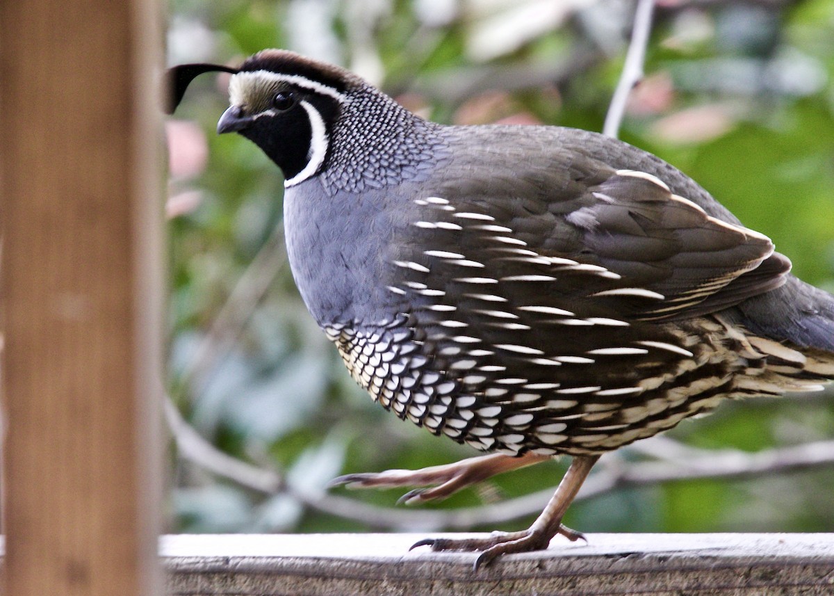 California Quail - ML619873334