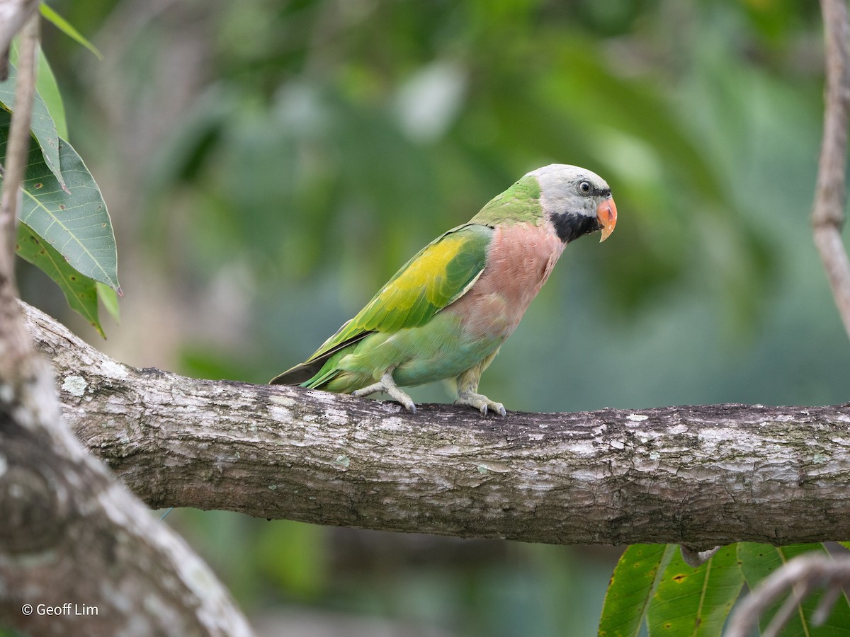 Red-breasted Parakeet - ML619873336
