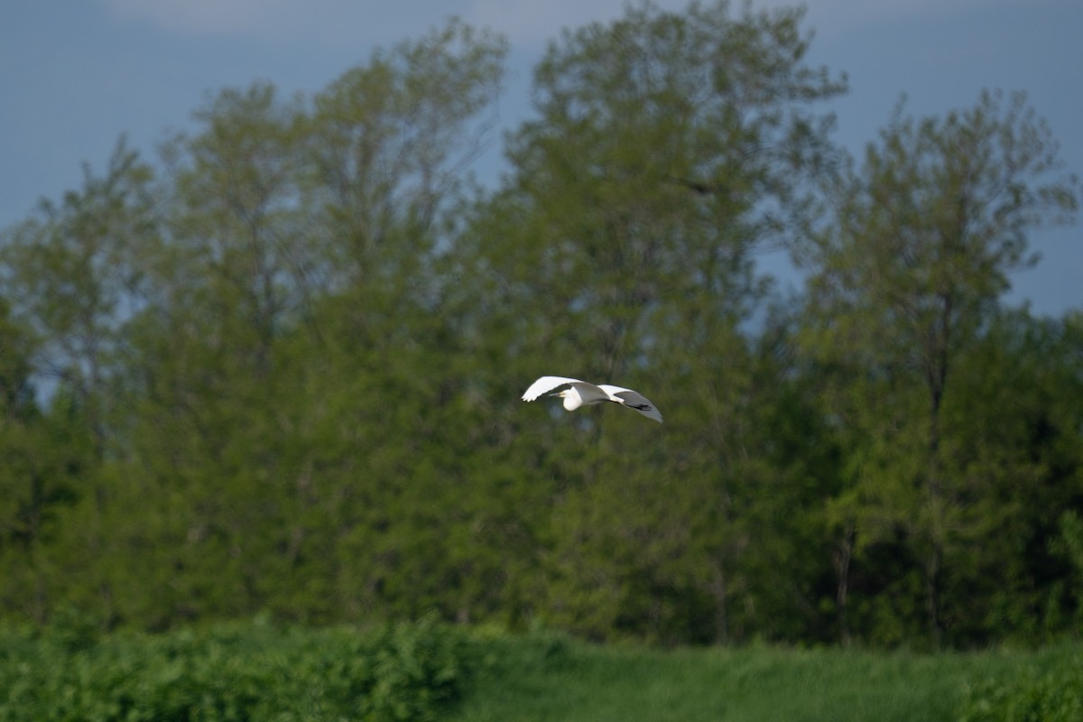 Great Egret (modesta) - ML619873338