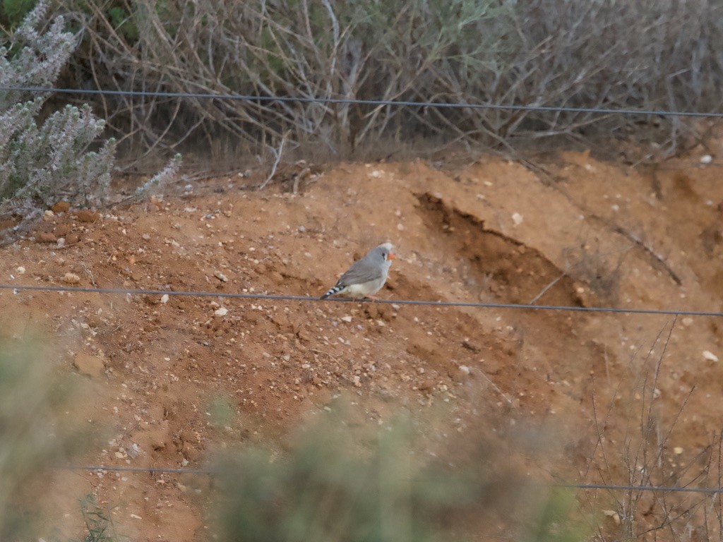 Zebra Finch - ML619873355