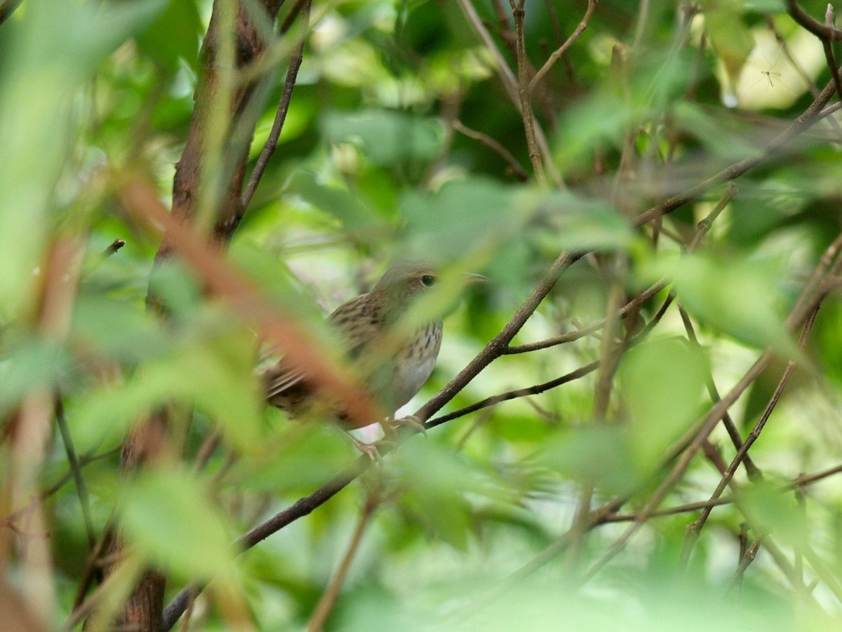 Lanceolated Warbler - ML619873382