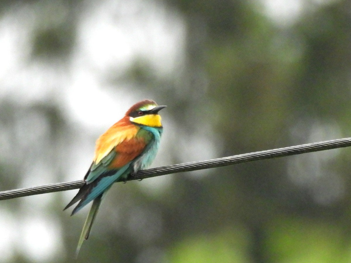European Bee-eater - ML619873396