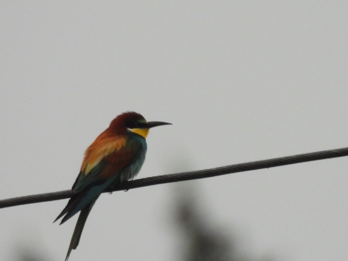 European Bee-eater - ML619873397