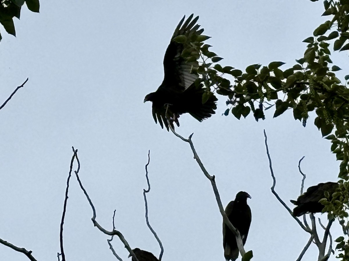 Turkey Vulture - ML619873399