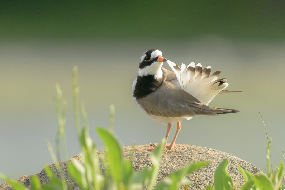 Common Ringed Plover - ML619873412