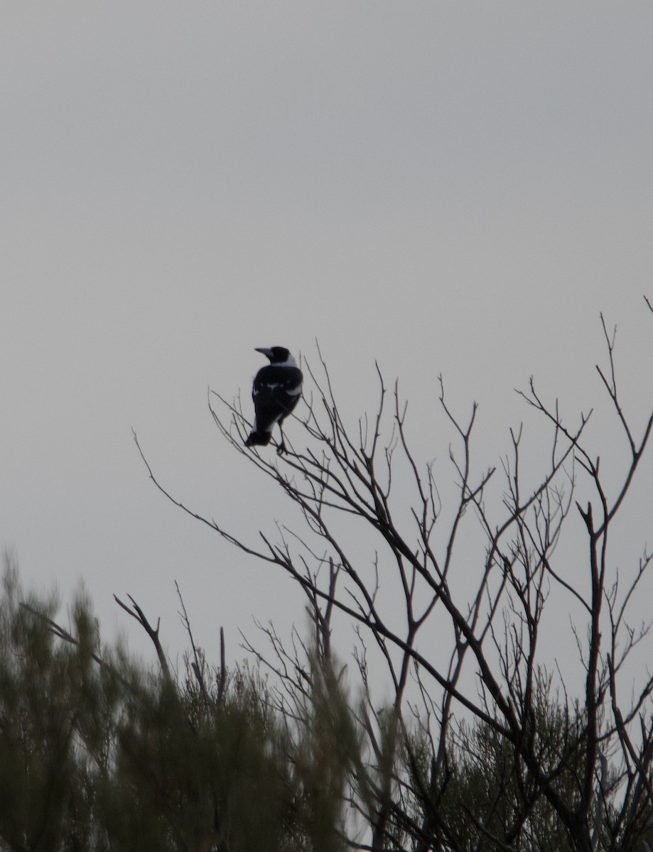 Australian Magpie (Black-backed) - ML619873416