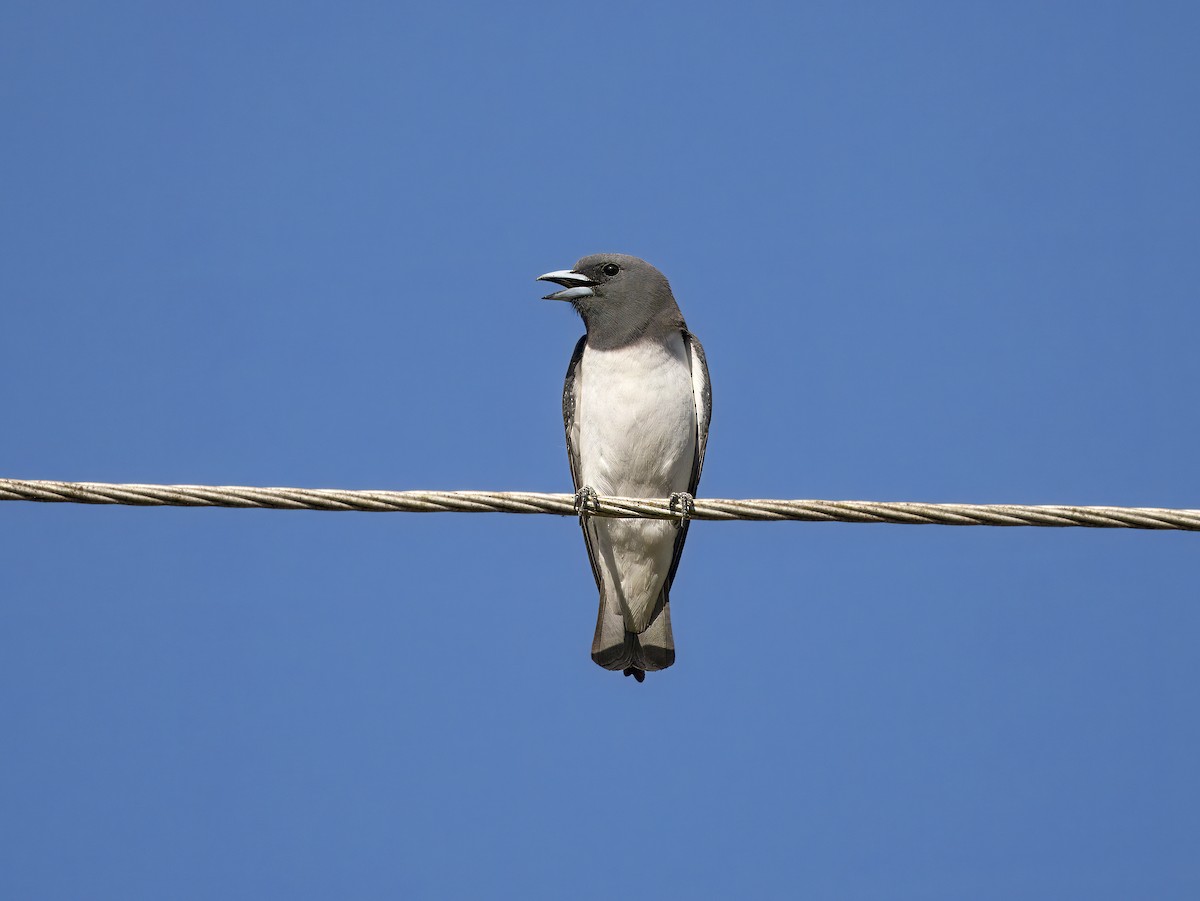 White-breasted Woodswallow - ML619873429
